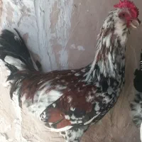 خروس گلین