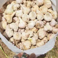 سیر بذری و پودر سیر