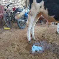فروش گوساله  نرهلشتاین