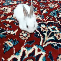 خرگوش|موش و خرگوش|شهرکرد, |دیوار