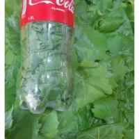 برک موی تازه