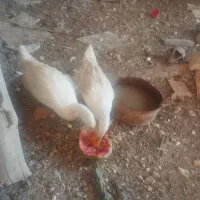اردک