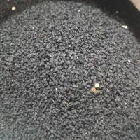بذر پیاز مینروا ،دست گیری