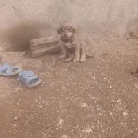 سگ پژدر|سگ|بیجار, |دیوار