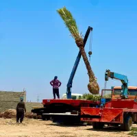 نخل خرما پالم مرکبات جنوب نهال درخت نهالستان قم