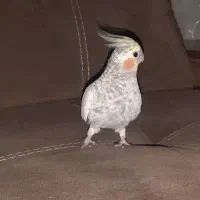 پرنده|حیوانات|رامهرمز, |دیوار