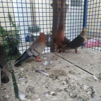 کفتر نقش آرشینگل