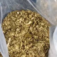 علوفه ذرت تحویل درتمام نقاط آذربایجان شرقی