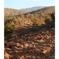 زمین اجاره کشاورزی میخوام روستای قرعلیوند