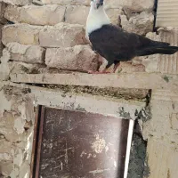 کلاغ سوسکی عودی لیمویی