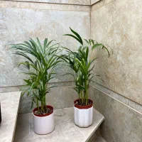 اسپاتی|گل و گیاه طبیعی|نیشابور, شهید بهشتی|دیوار