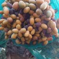 رطب و خرمای درجه یک جنوب