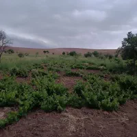 باغ انگور