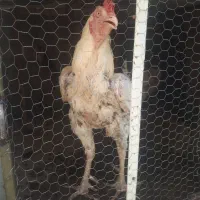 مرغ خروس لاری اصل