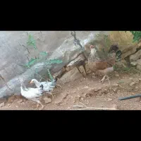 جوجه مرغ و خروس