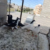 خوشرنگ سیاه شصتی|پرنده|تاکستان, |دیوار