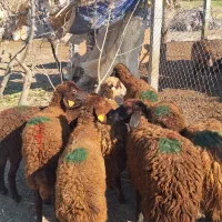 بره ماده توقلی دامازلیخ