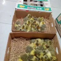 جوجه غاز ۸روزه  قیمت۲۰۰تومن واکسن زده