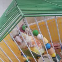طوطی گرینچیک فوق‌العاده دستی
