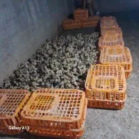 جوجه گلپایگانی یک ماهه و اردک پکنی صغیر