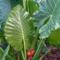 گل زیبای بابا آدم ارتفاع بالای 2 متر با ساقه قطور
