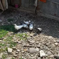 کبوتر|پرنده|کوچصفهان, |دیوار