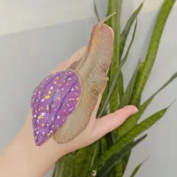 حلزون آلبینو آچاتینا