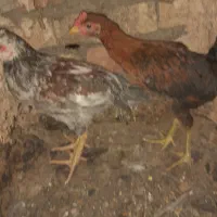 جوجه شروایی