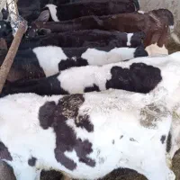 گوساله نر