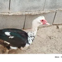 اوردک روسی نر