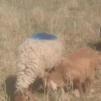 میش بره دار یک شکم