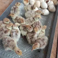 تخم بوقلمون نطفه دار