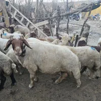 قوچ فروشی