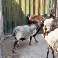 قوچ ومیش رومانف  بز  بز غاله نر بز پاکستانی