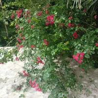 خانه در دهبکری ،زیر قیمت