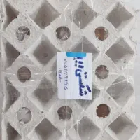 تخم لاری