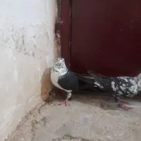 کبوتر|پرنده|بهبهان, |دیوار