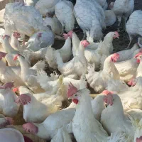 مرغ سفید تخمگذار