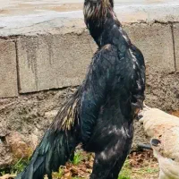 اوشامو/دارداتی/لاری/تخم لاری