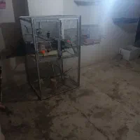 تعدادی طوطی برزیلی کلکسیونی