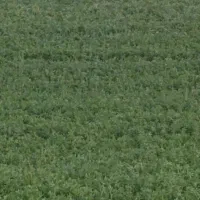 فروش یونجه
