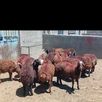 بره نر جمعی