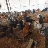 جوجه مرغ محلی