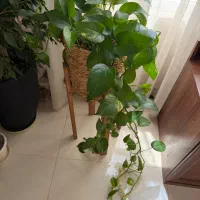 درختچه پتوس
