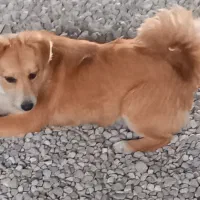 سک پا کوتاه نژاد اشپیتز