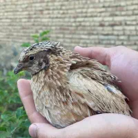بلدرچین تخم گذار