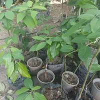 نهال پیوندی آووکادو زوتانو - بیکن - رید
