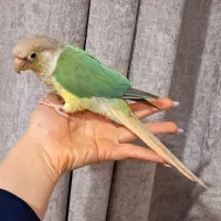 جوجه گرینچیک پاین اپل رنگ خاص   عروسک سخنگو