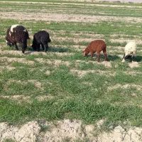 بره|حیوانات مزرعه|امیدیه, |دیوار