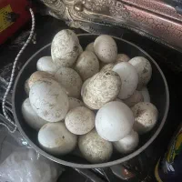 فروش تخم مرغ بوقلمون غاز